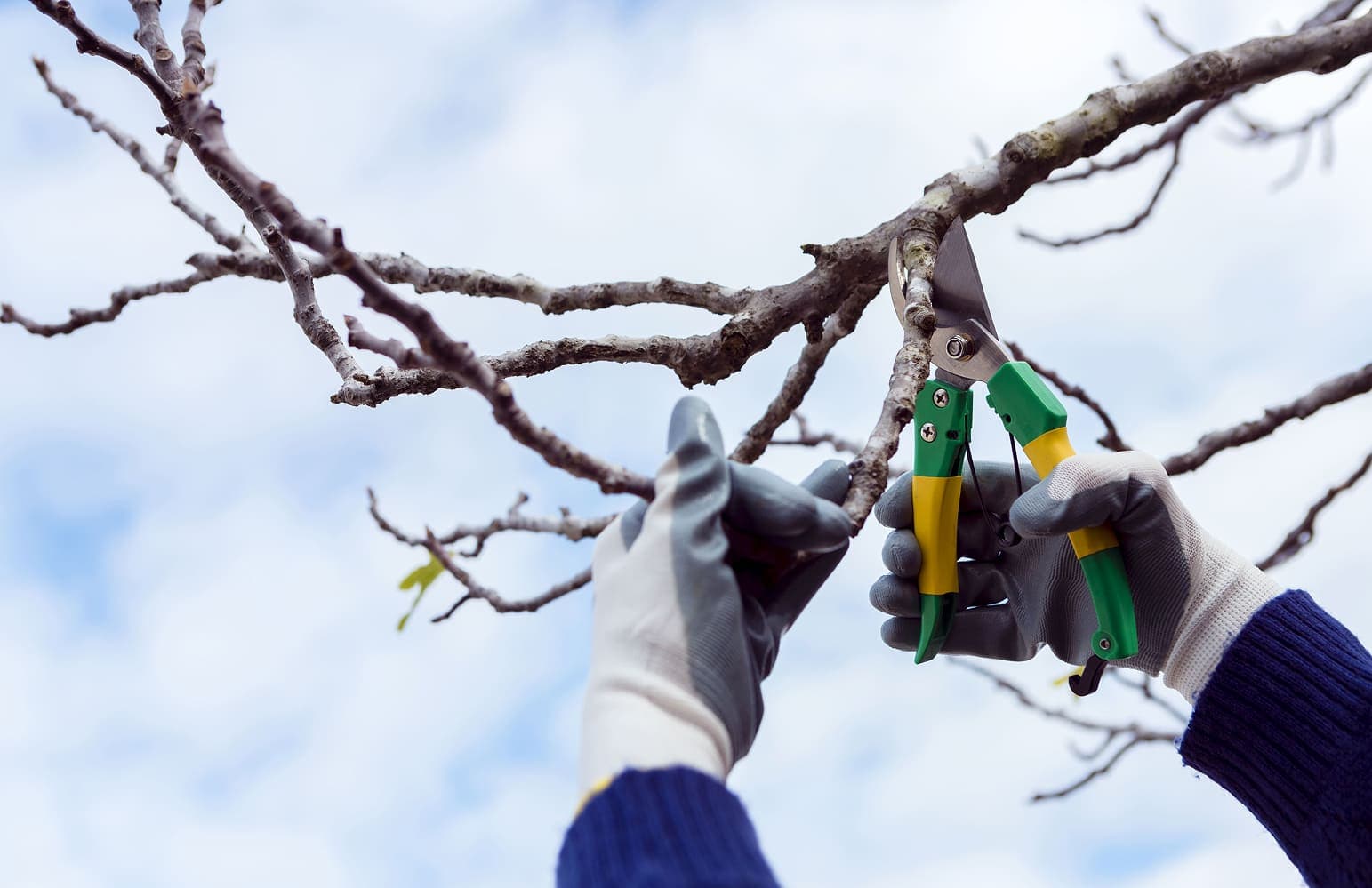 Обрезка плодовых деревьев: зачем, когда и как